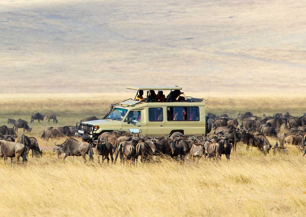 Safari Holiday